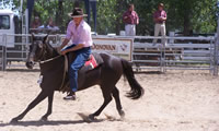 Ray Donovan Real Estate conducts regular Horse Sales